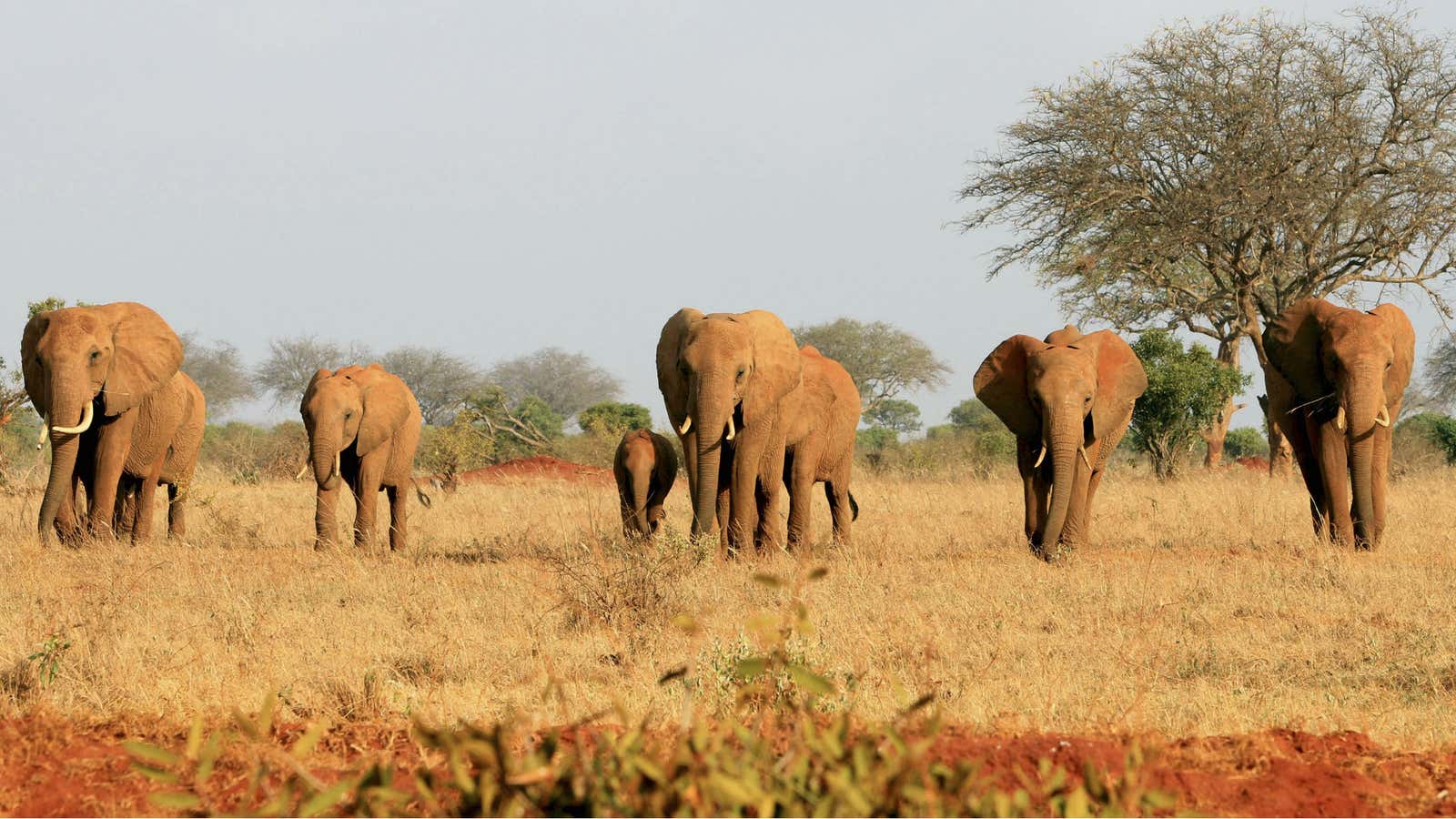 Last year, poachers killed 22,000 African elephants. 2013 is shaping up ...