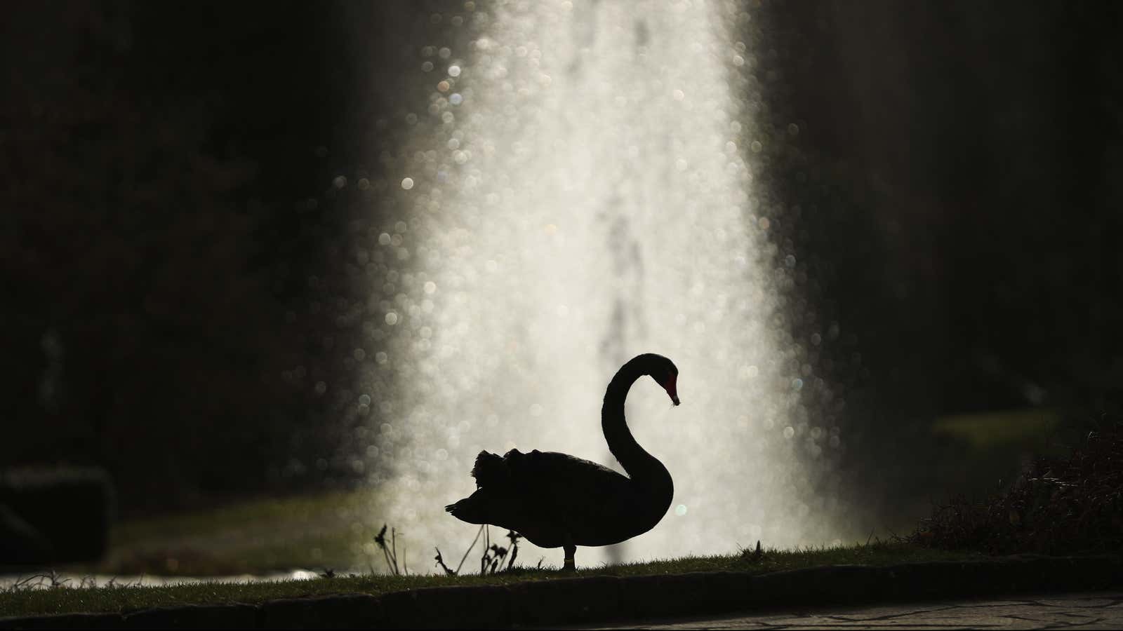 A black swan, silhouetted against a water fountain, walks at the Chateau de Senningen in Luxembourg, Monday, Feb. 10, 2020. (AP Photo/Francisco Seco)