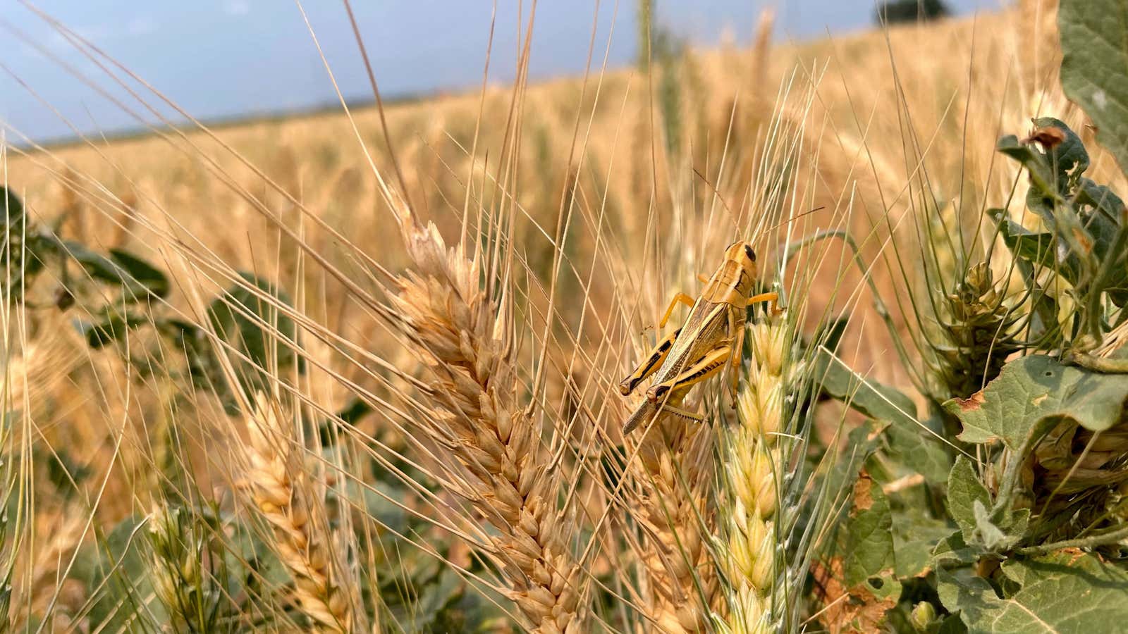 Field of wheat.