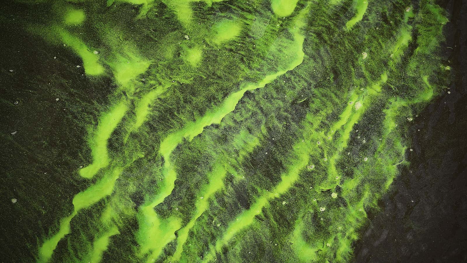 A bloom of toxic algae is seen in Florida&#39;s Lake Okeechobee.