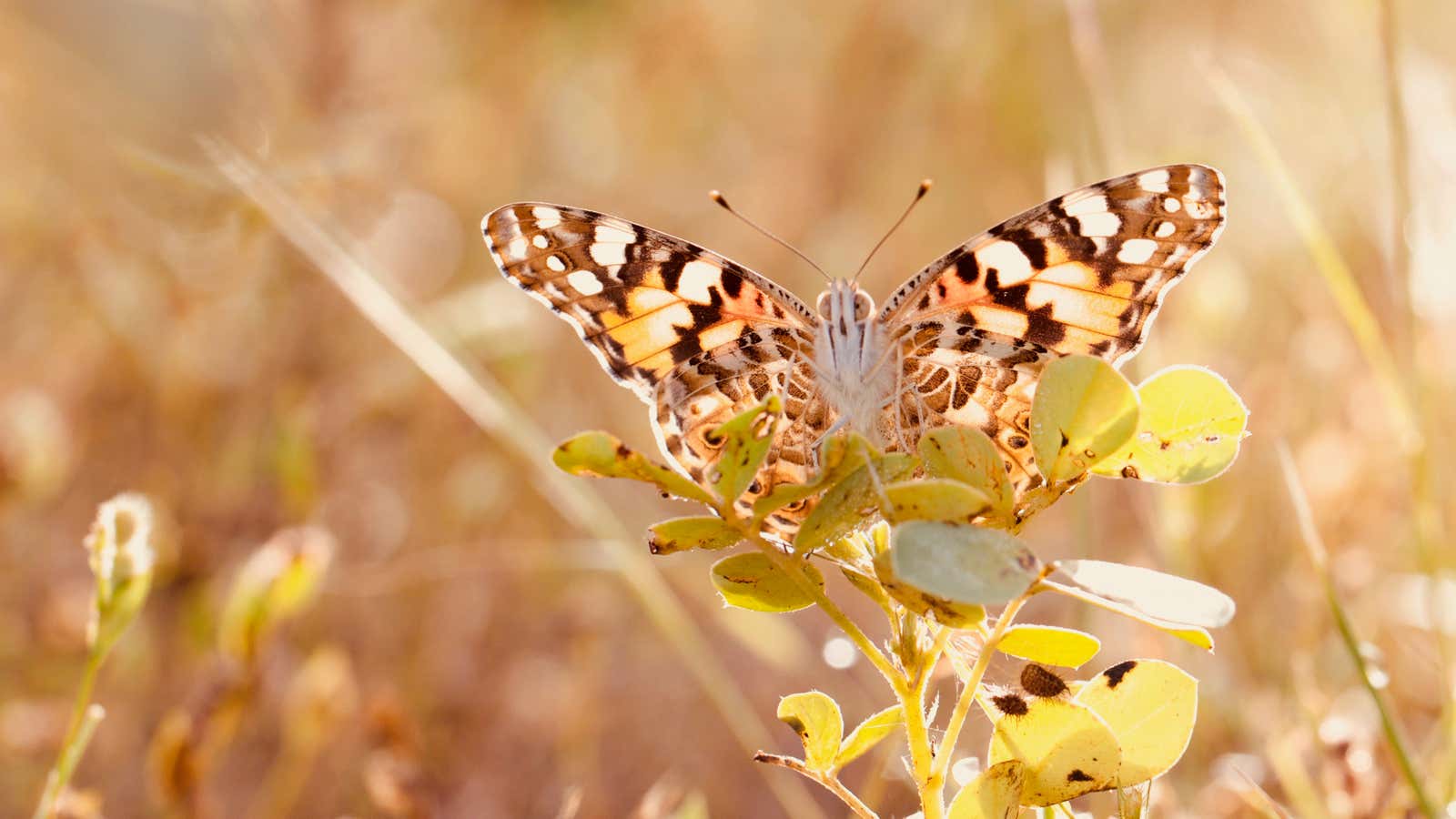 The toughest butterfly of them all.