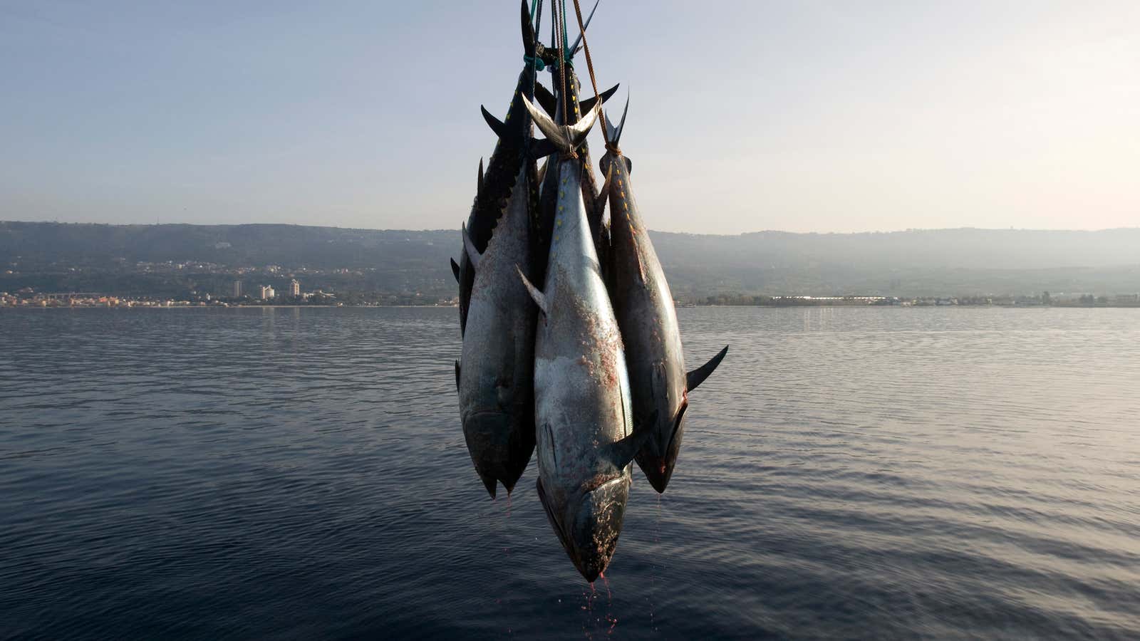 Some 30% of fish sold are mislabeled, misbranded, or counterfeit.