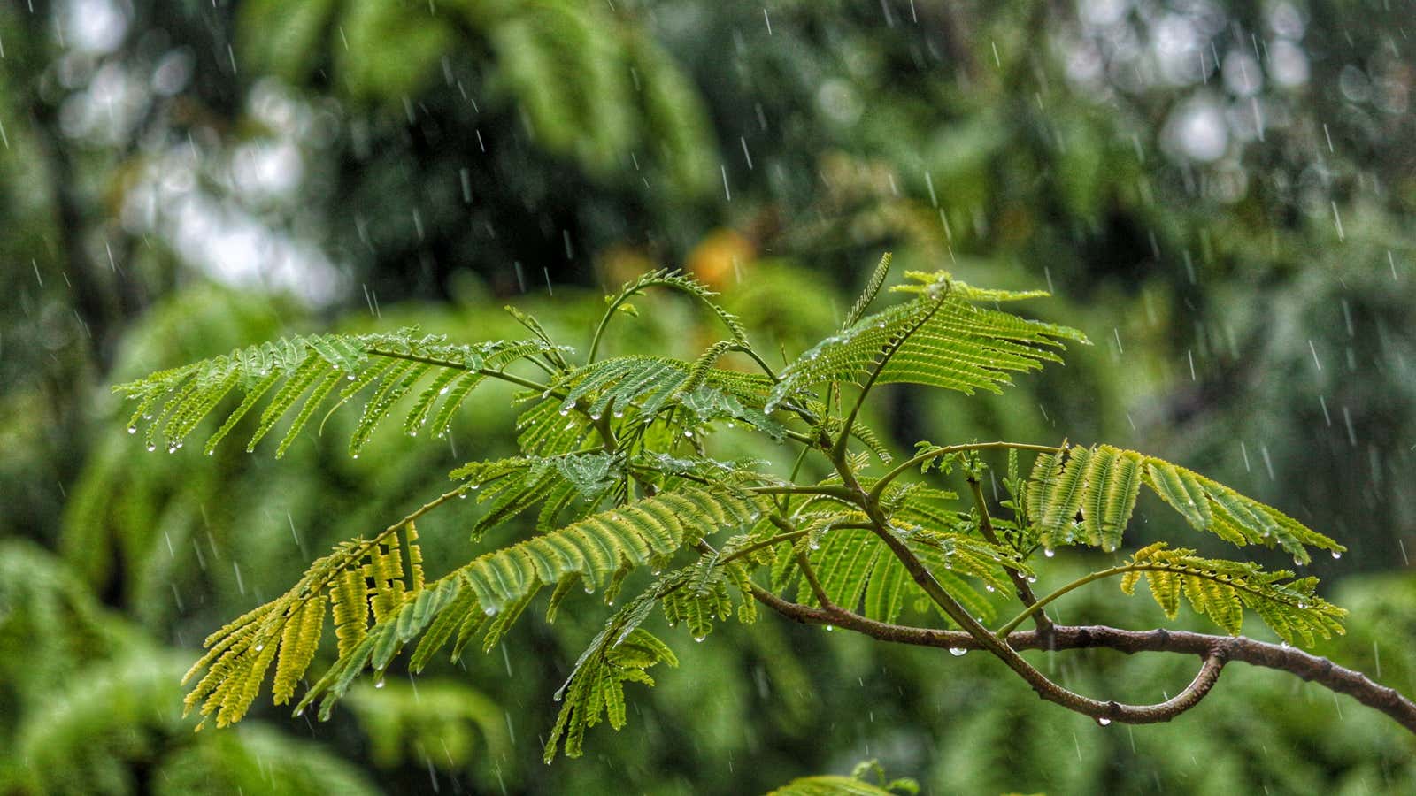 Like they always say, if you don’t have enough rain, make some.