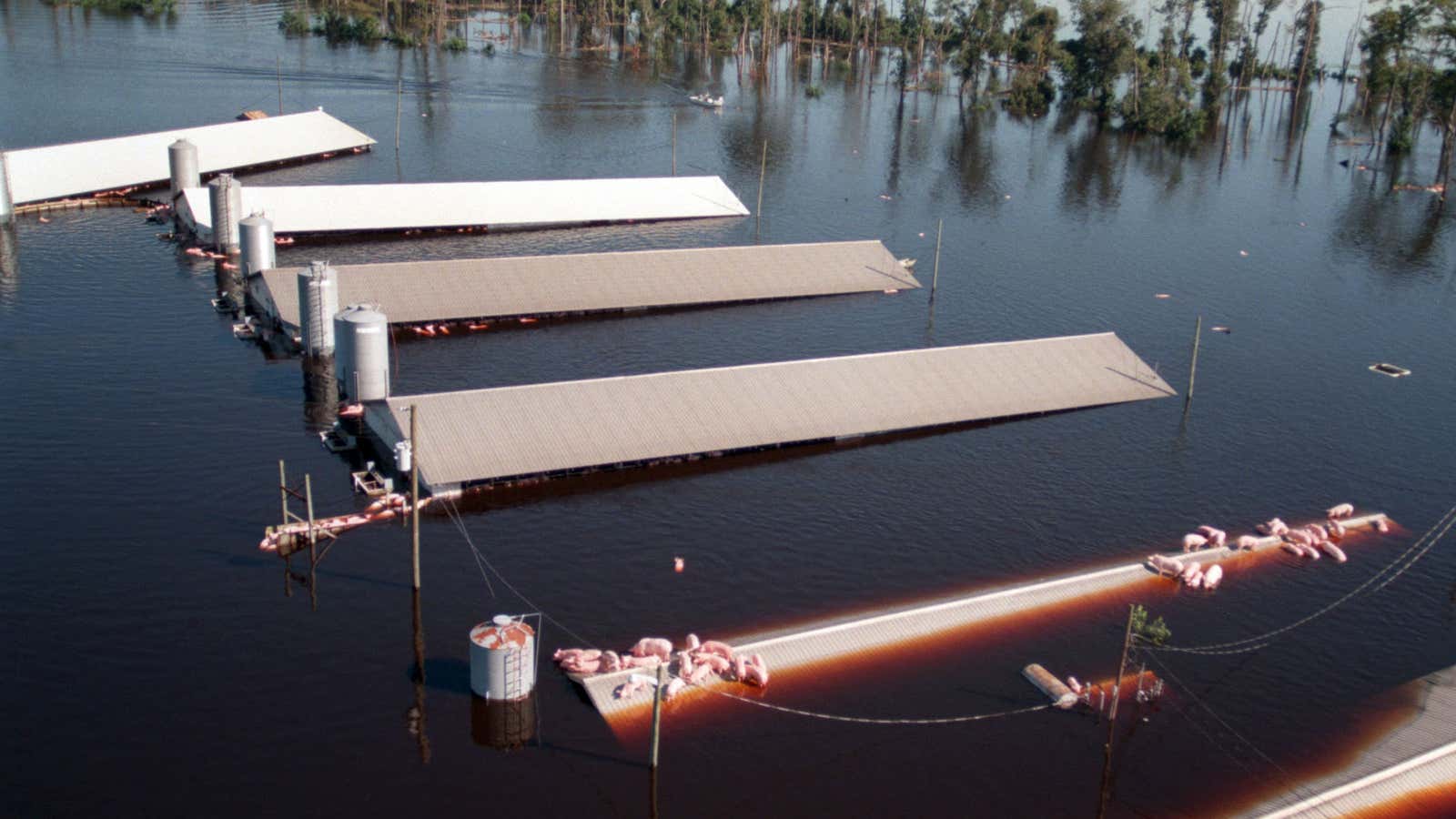 Hogs wait for rescue after Hurricane Floyd swept through the state in 1999.