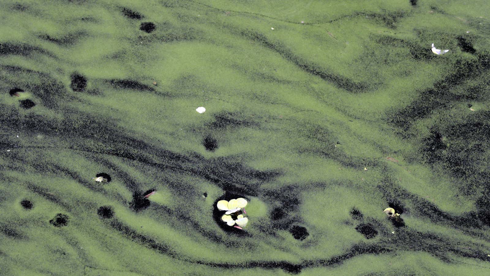 Algae blooms are increasing nationally.