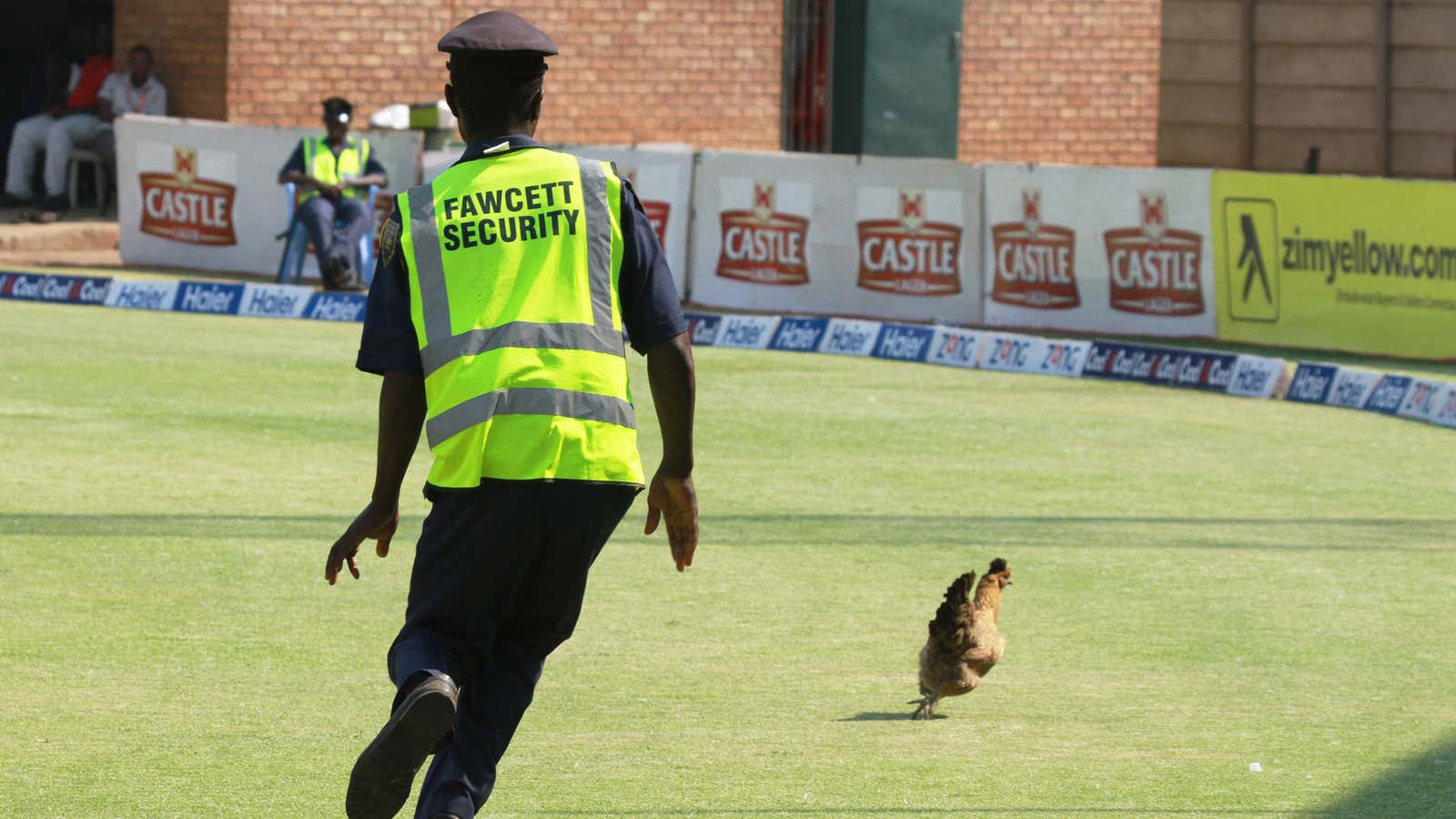 Unburdened by egg-making duties, chickens can devote more time to extracurriculars like cricket.