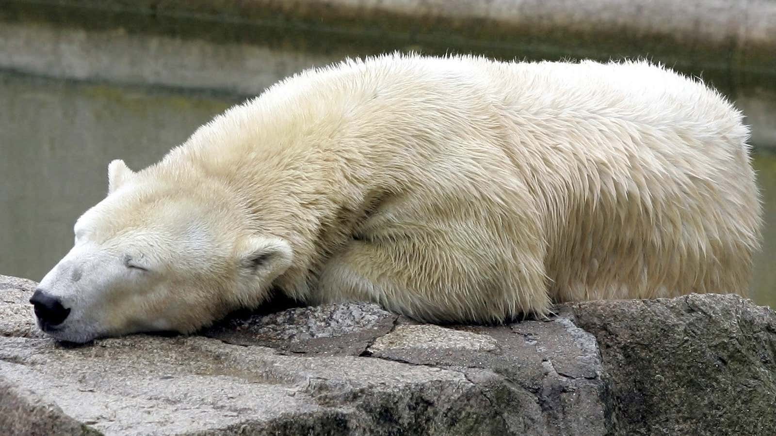 A polar bear takes a nap at the zoo in Berlin, Wednesday, April 12, 2006. Meteorologists are forecasting freezing temperatures in Germany, that will make…