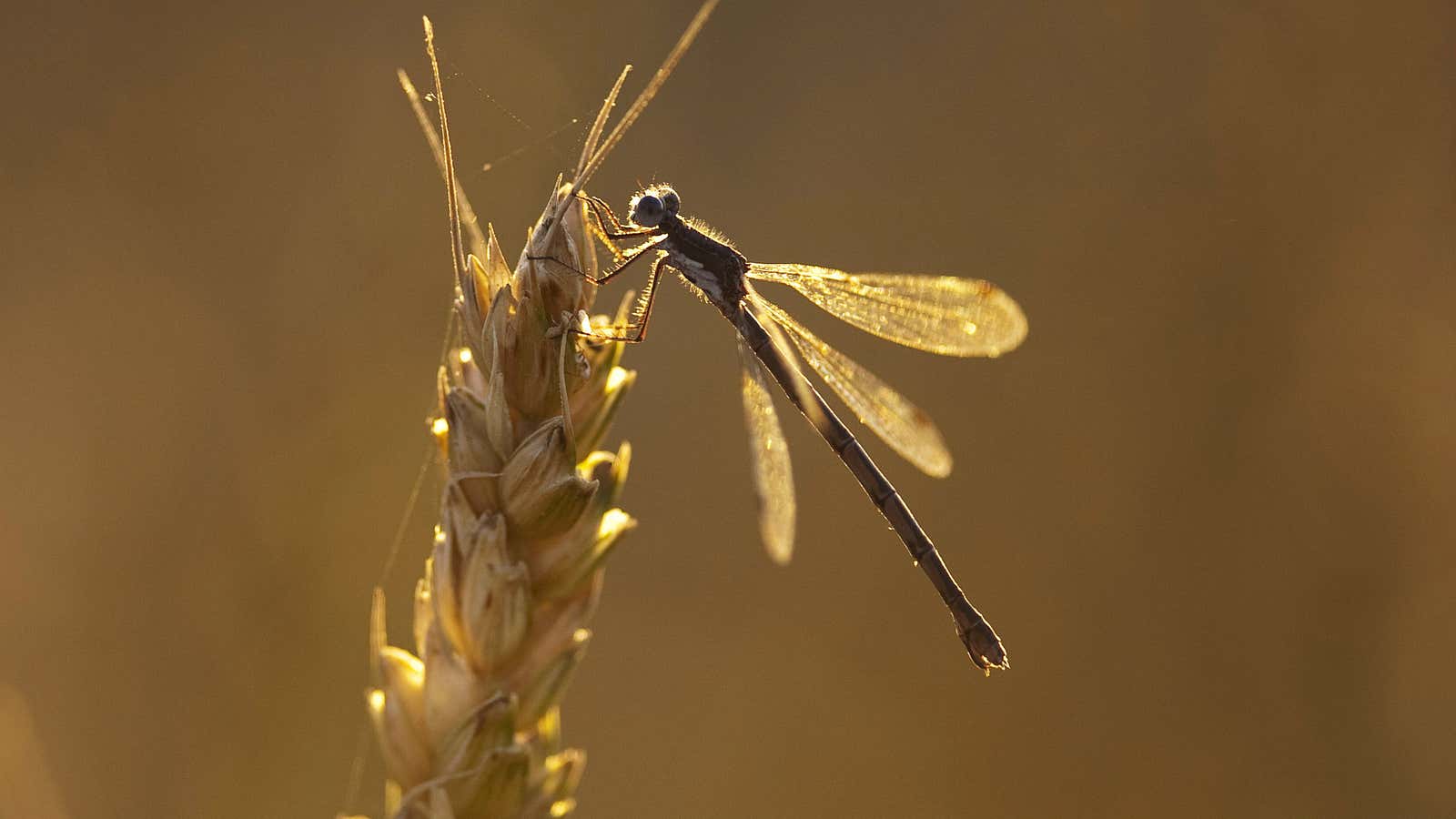 Insects are in serious trouble.