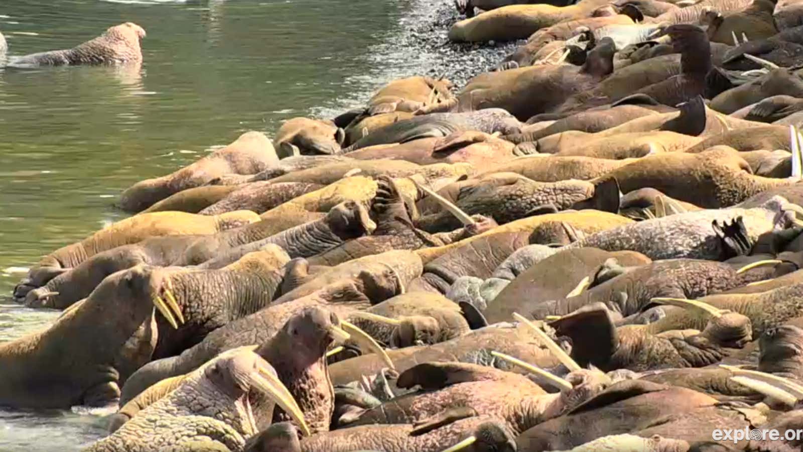 Now you can watch walruses in the wilds of Alaska, live, 24 hours a day