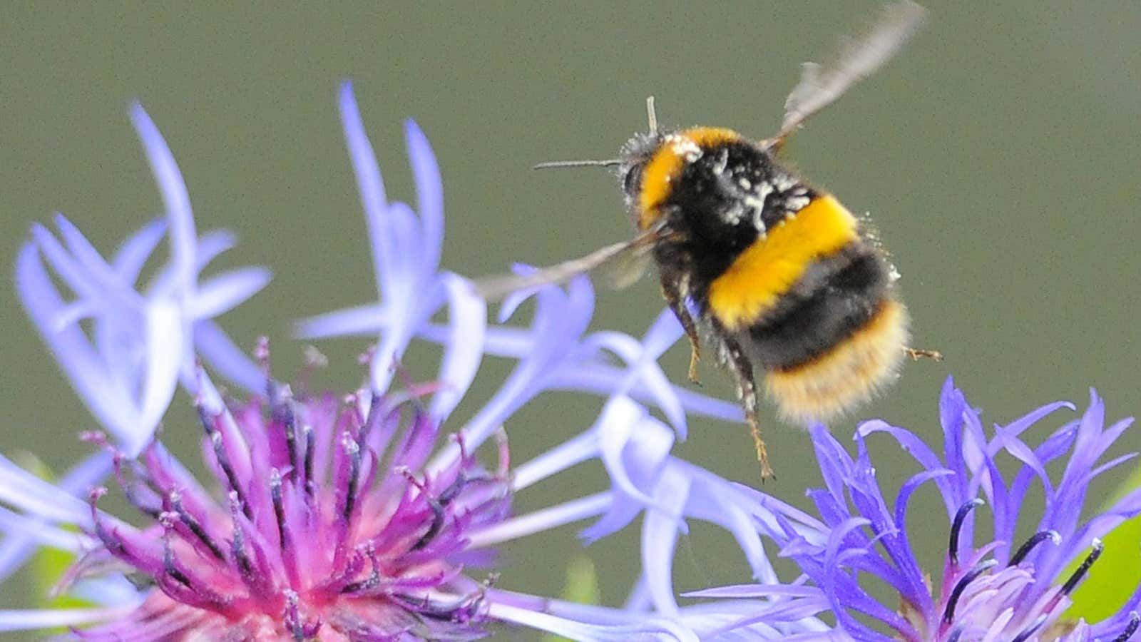 Bees are in a very precarious position.