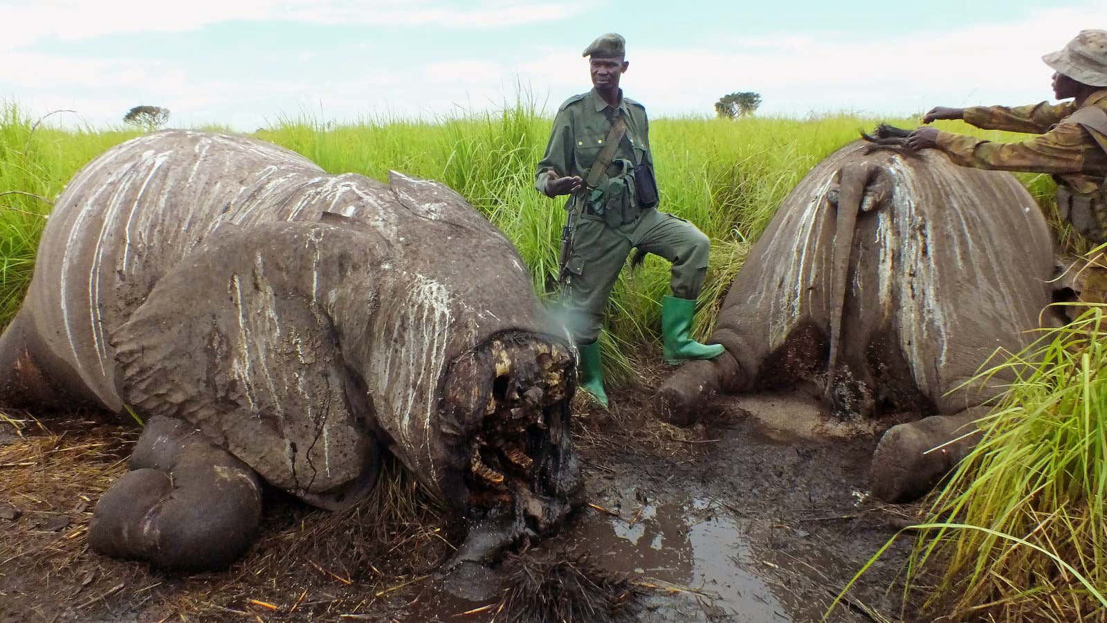 The remains of elephants killed by poachers in the Garamba National Park, Congo.