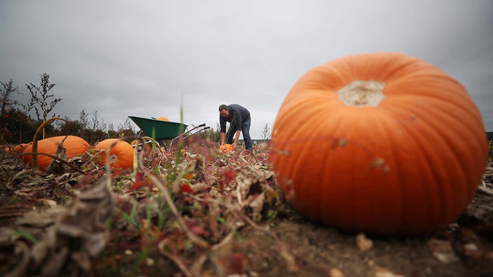 Gather ye pumpkins while ye may.