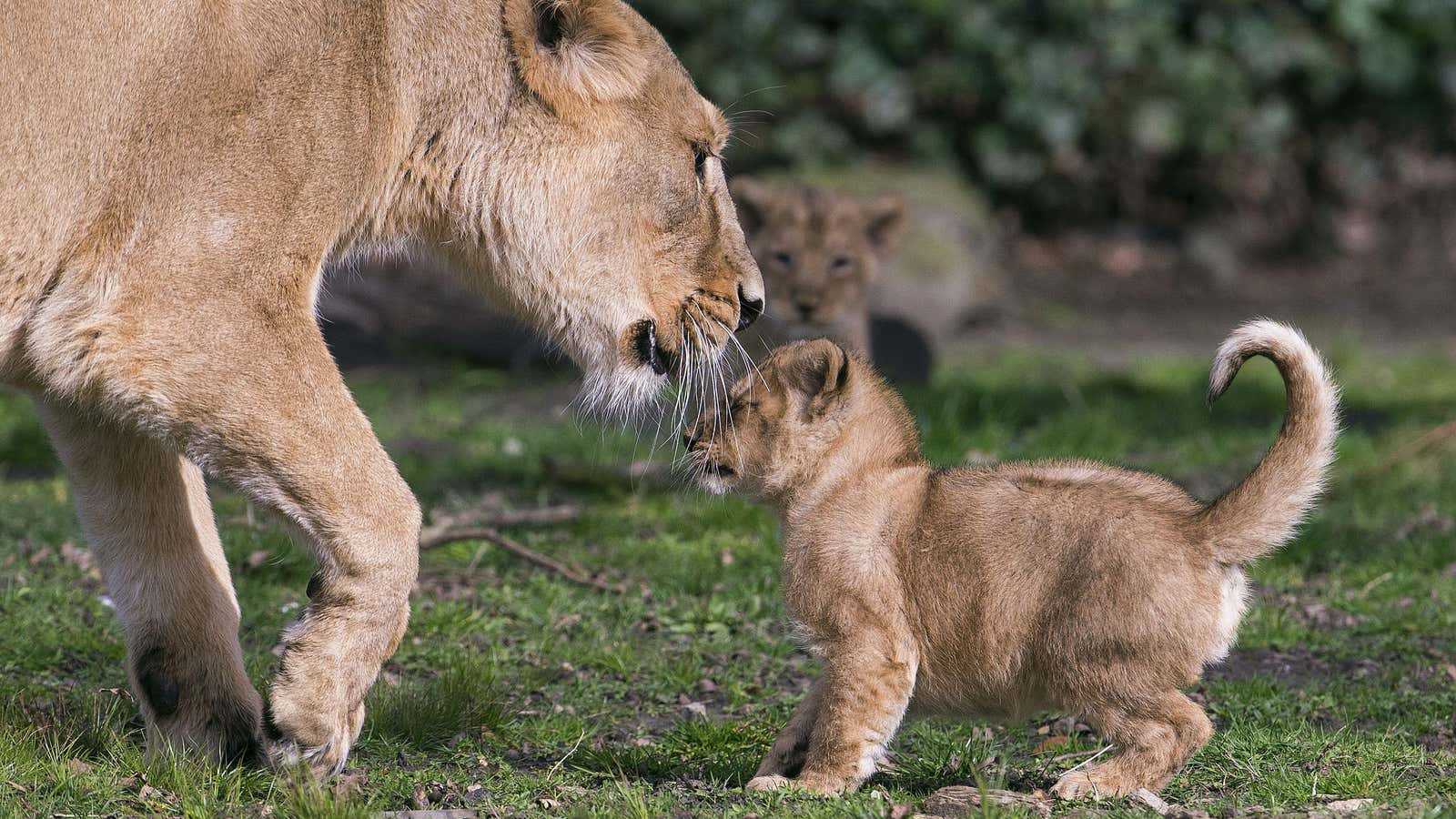 Lions gonna lion