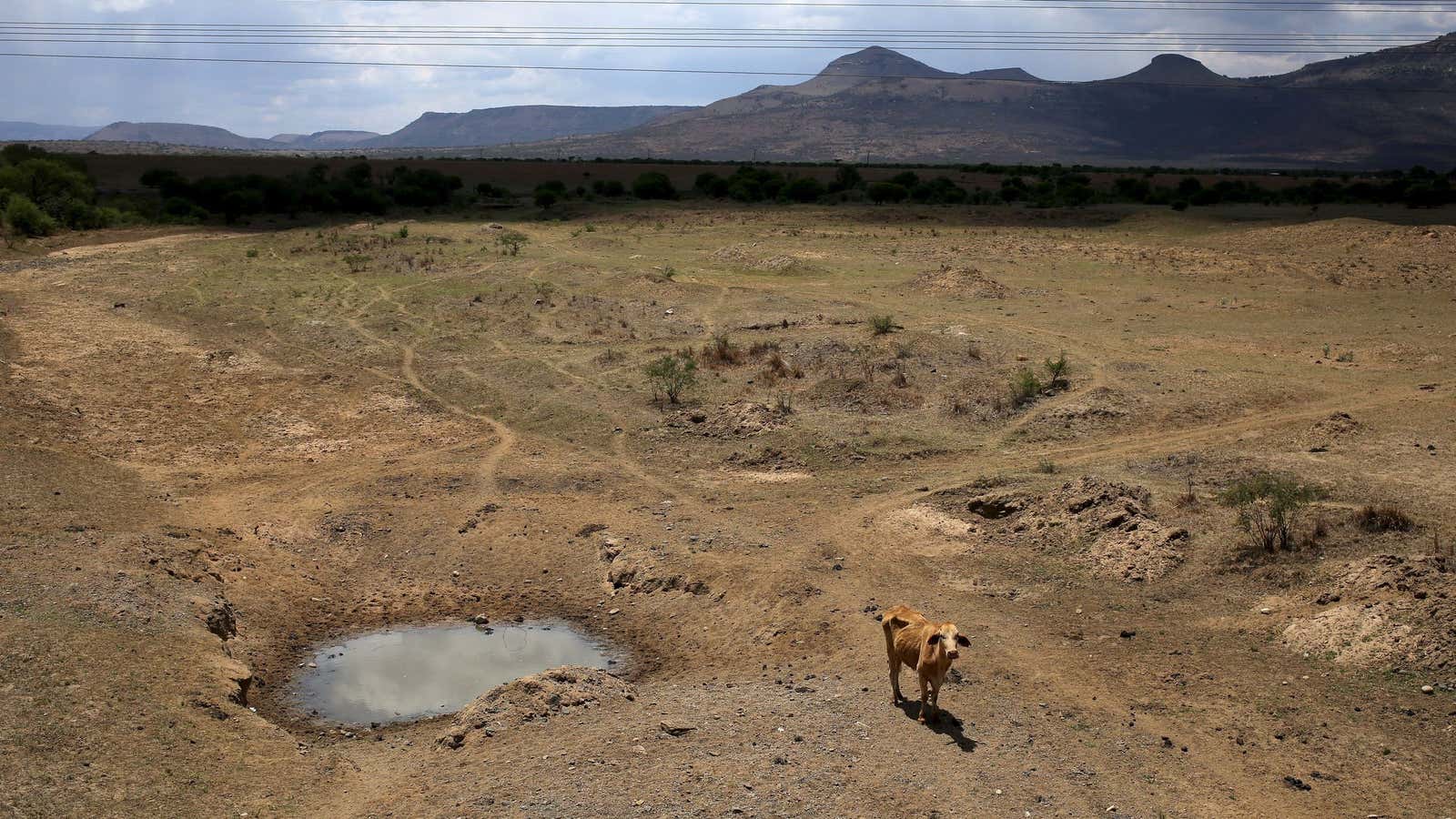 A dry river outside Utrecht, a small town in the northwest of KwaZulu-Natal,  South Africa November 8, 2015.