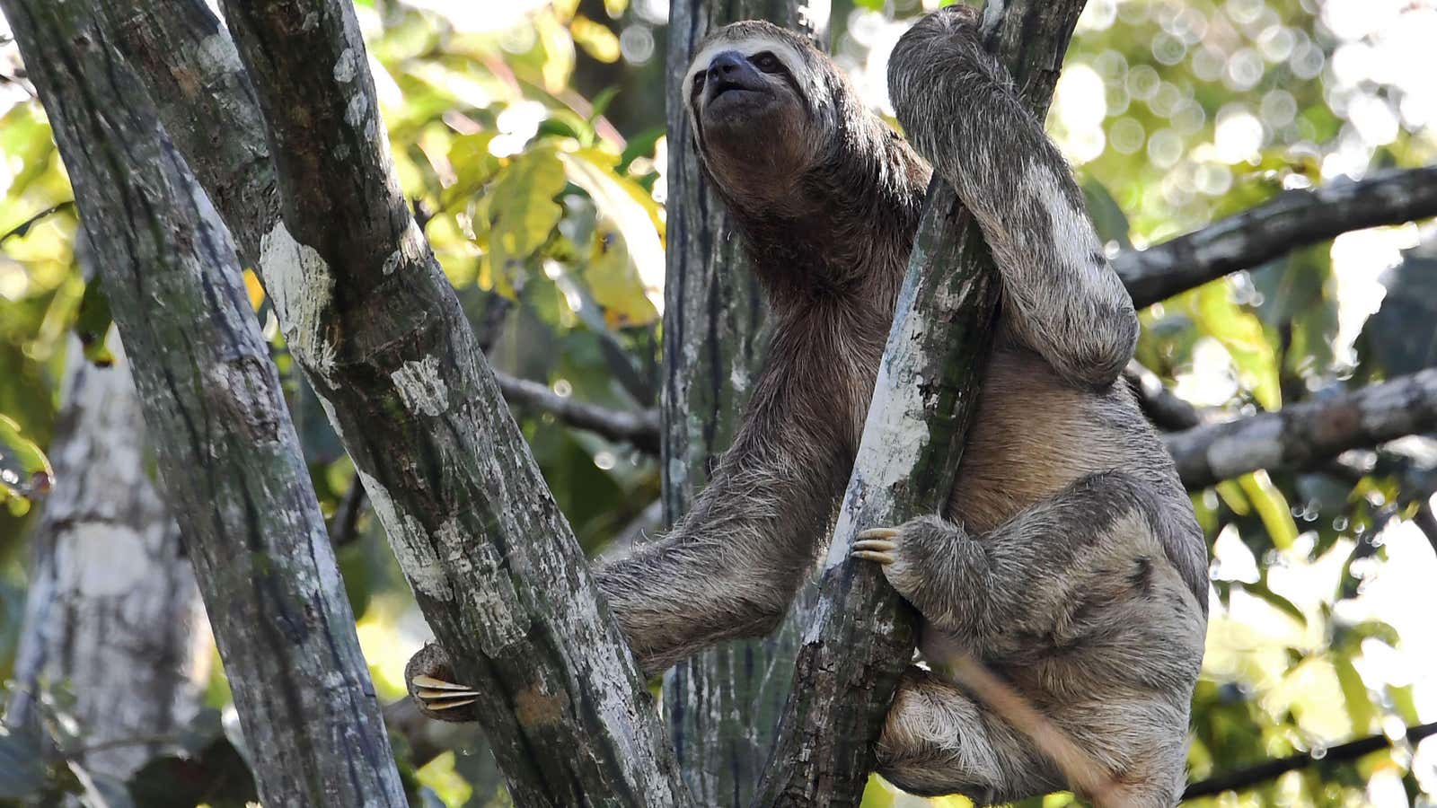 Can&#39;t sloth around on biodiversity.