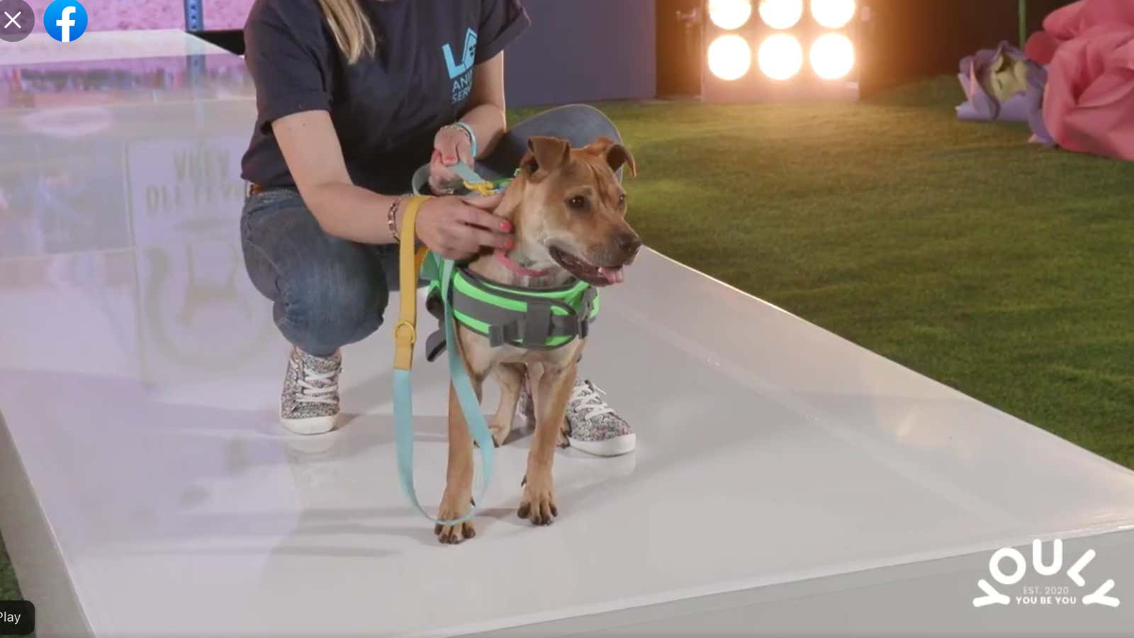 Cindy the Dog is a fashion superstar at Petco’s livestream shopping event.