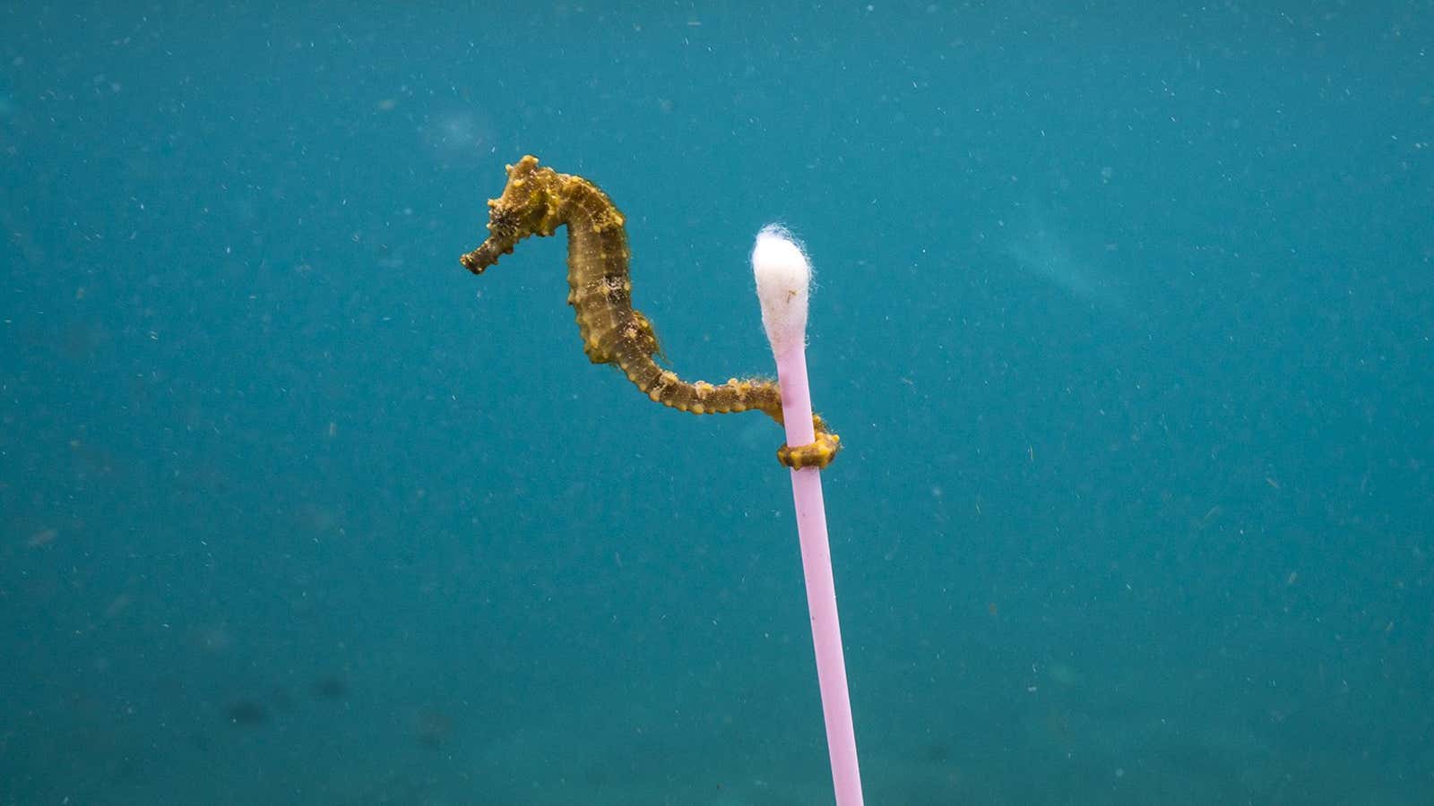 A small sea horse grabs onto garbage in Indonesia.