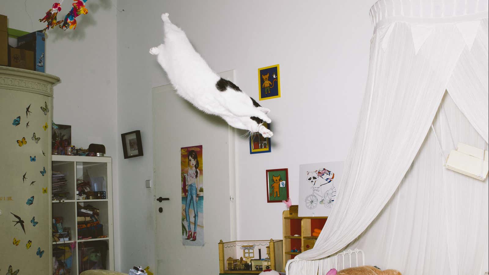 Fantastic flying felines.