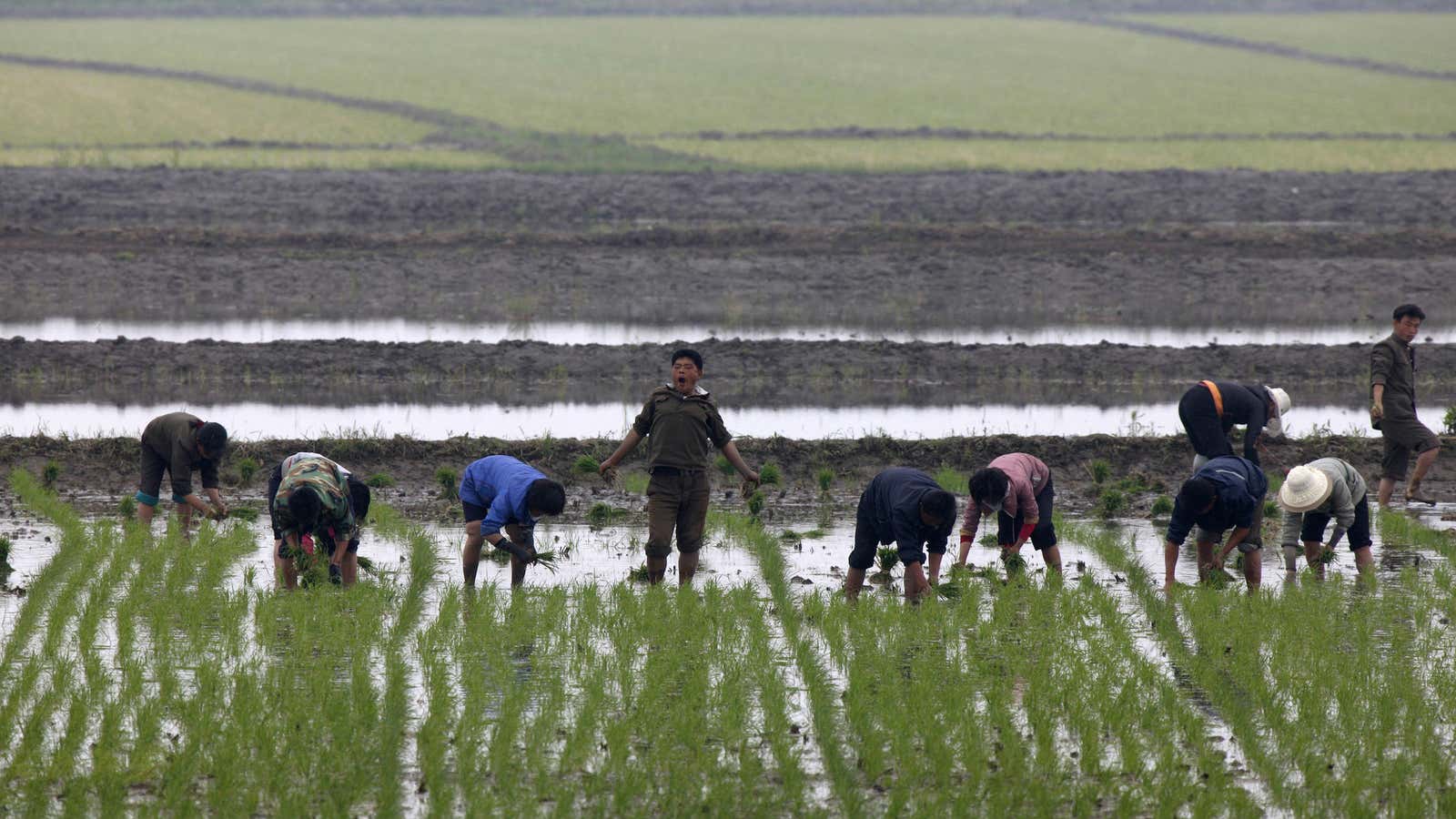 The crop that brings people together.