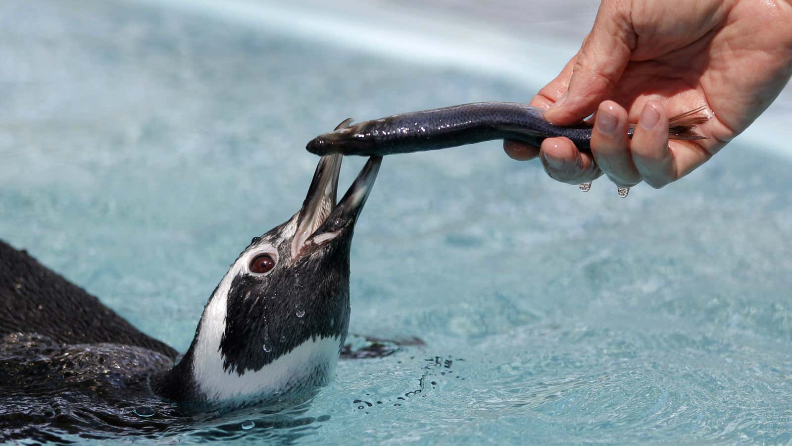 It’s a beautiful tale of a man and his penguin.