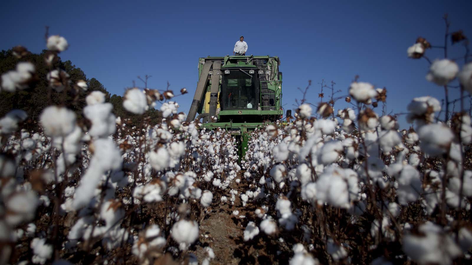 It takes a lot of cotton to make all that fast fashion.