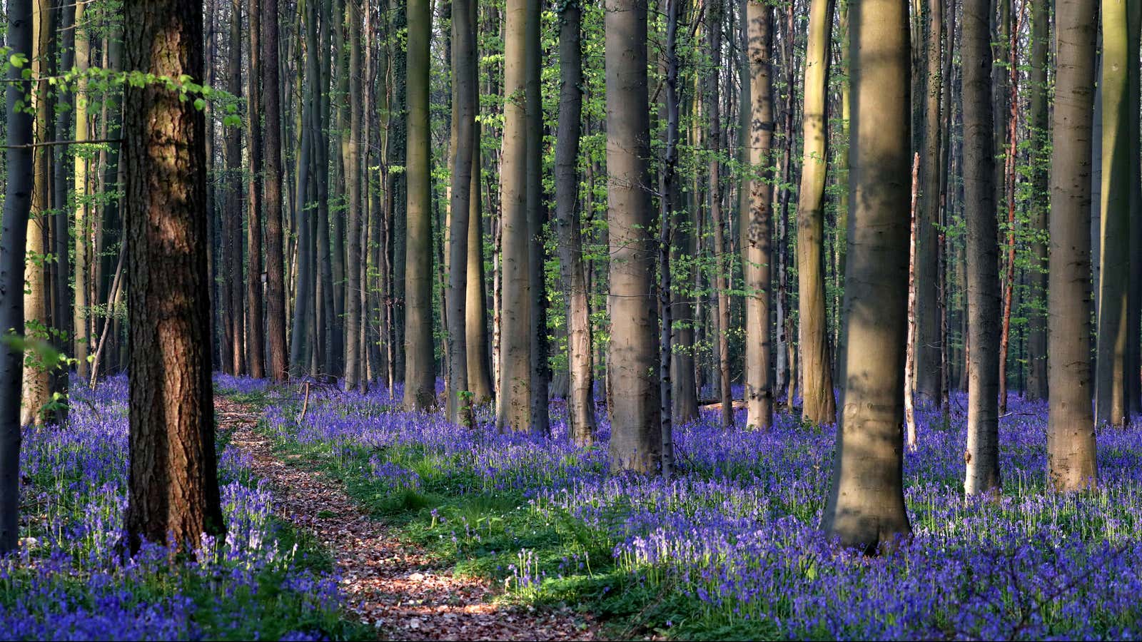 Wild bluebells, which bloom around mid-April, turning the forest floor blue, form a carpet in the Hallerbos, also known as the ‘Blue Forest’, near Halle, Belgium April 18, 2019. REUTERS/Yves Herman – RC12F5A29DB0