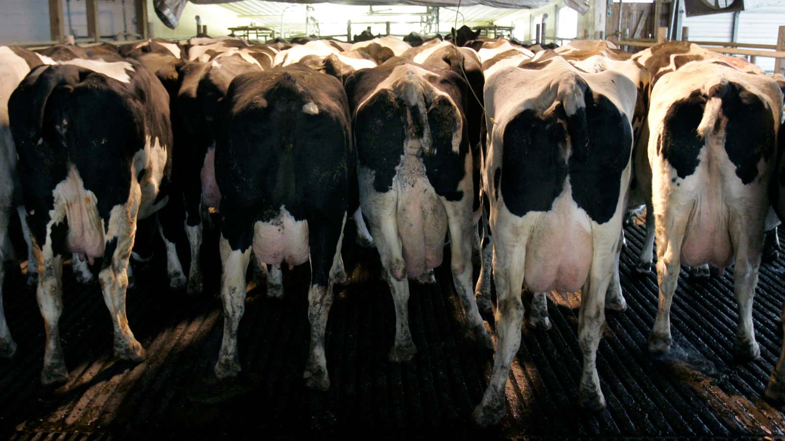 Why the rest of the world is hankering for America’s bull semen