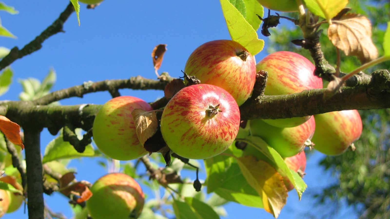 Google’s AI got aggressive over apple picking.