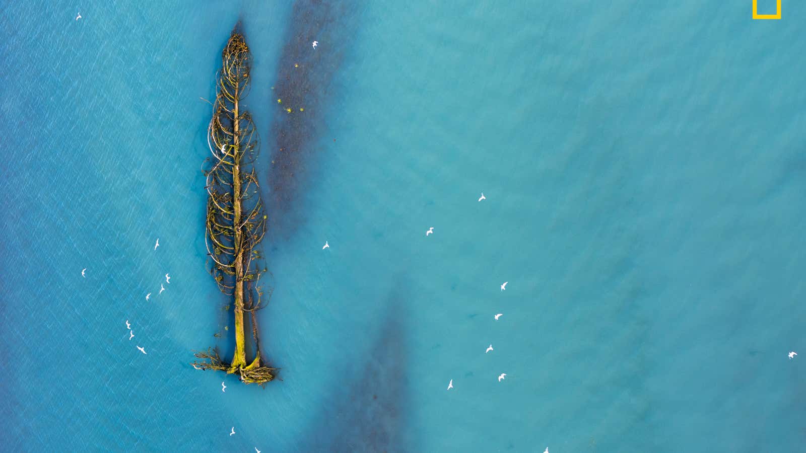 A downed cedar on a river in British Columbia.