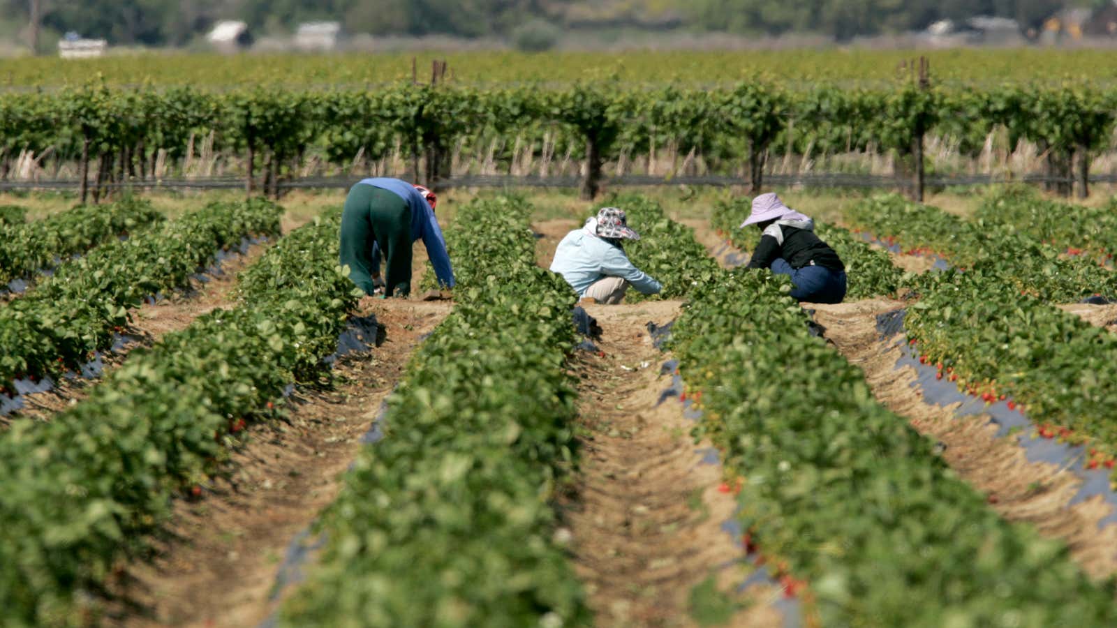 Much of California’s farmland depends on water from the Sacramento Delta for irrigation.