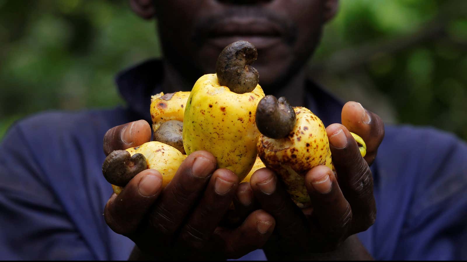 The cashew comes with some complex ethical implications.