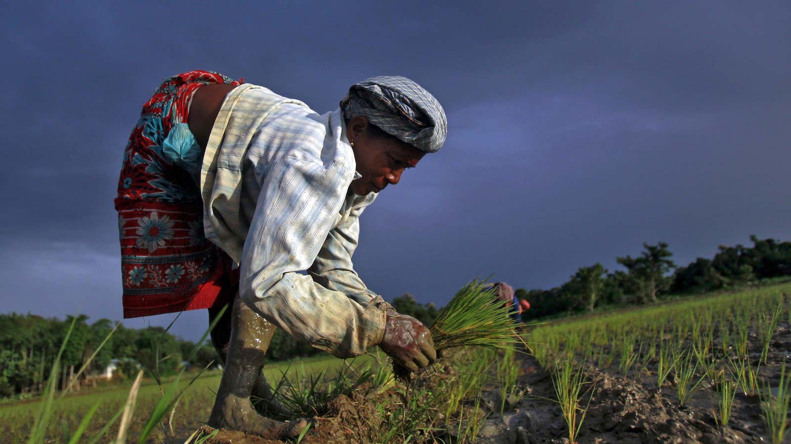 Erratic rains in the world's top rice-exporting country threaten global prices