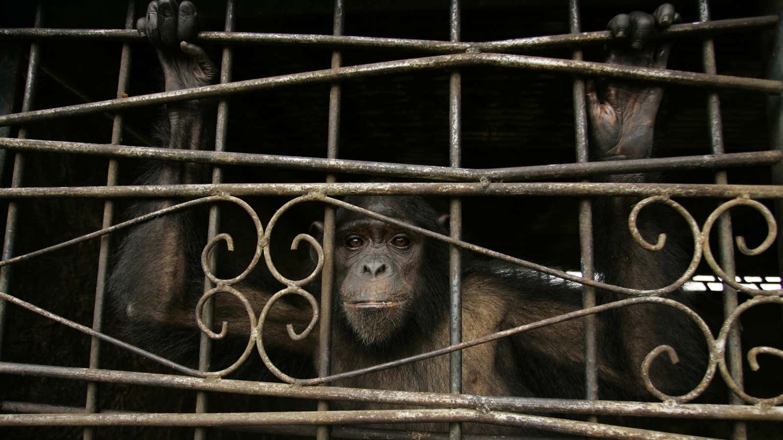 The great-ape personhood movement says apes have the right to liberty.