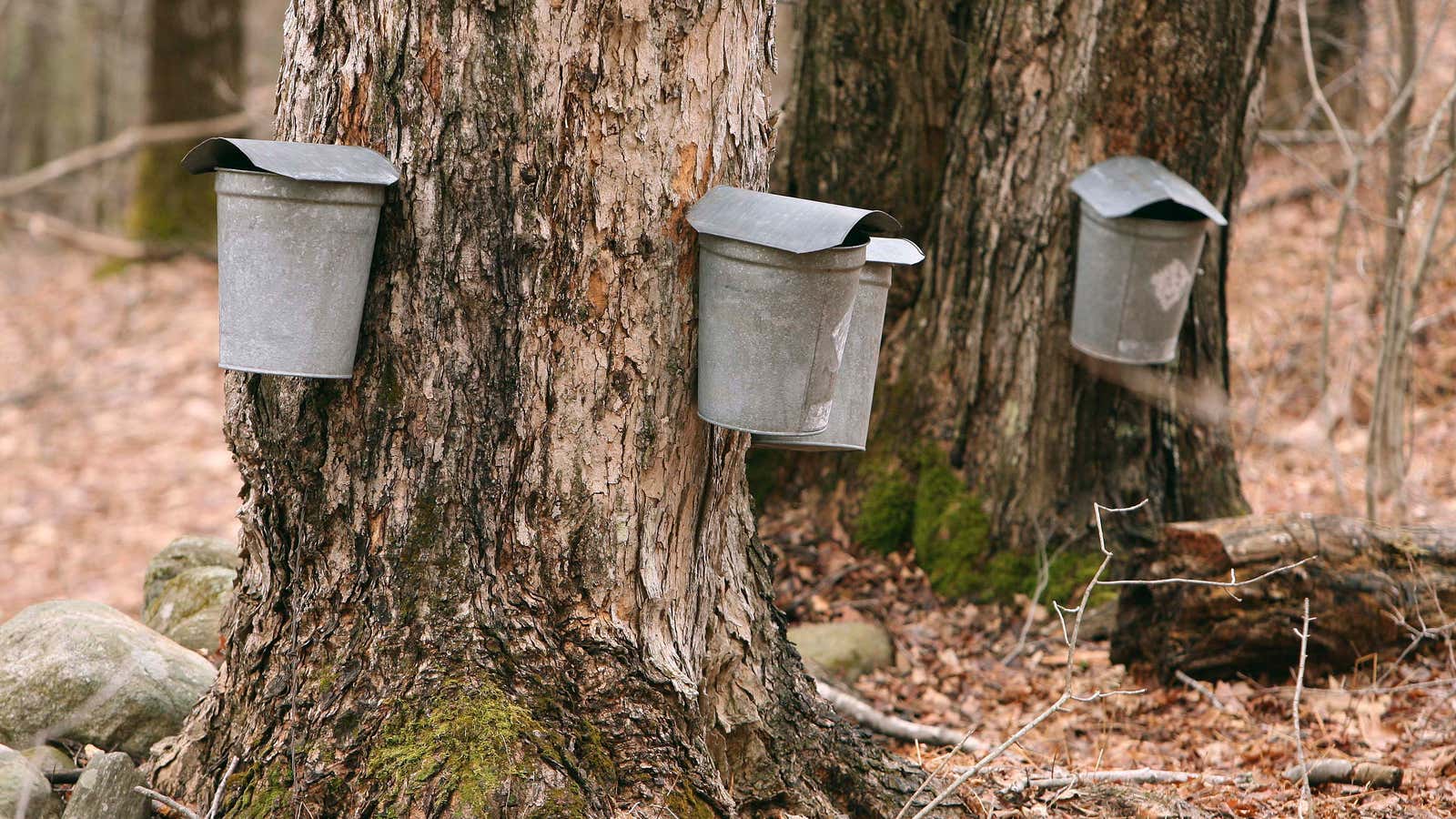 The trees were already of the opinion that the syrup was stolen.