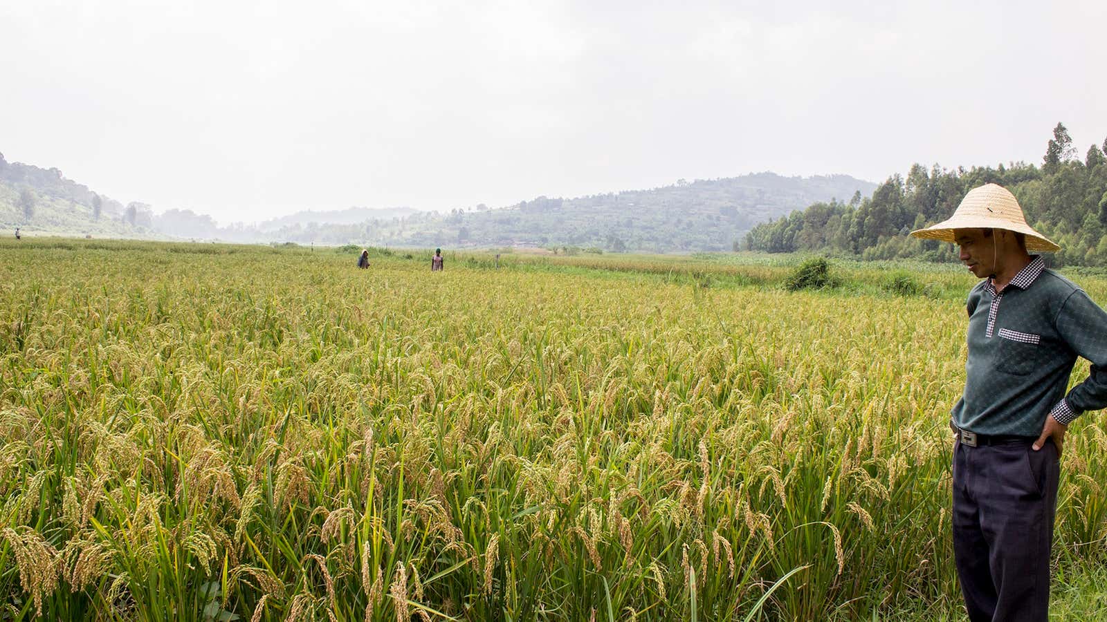 Rice paddies planted at the China-Rwanda Agricultural Technology Demonstration Center.