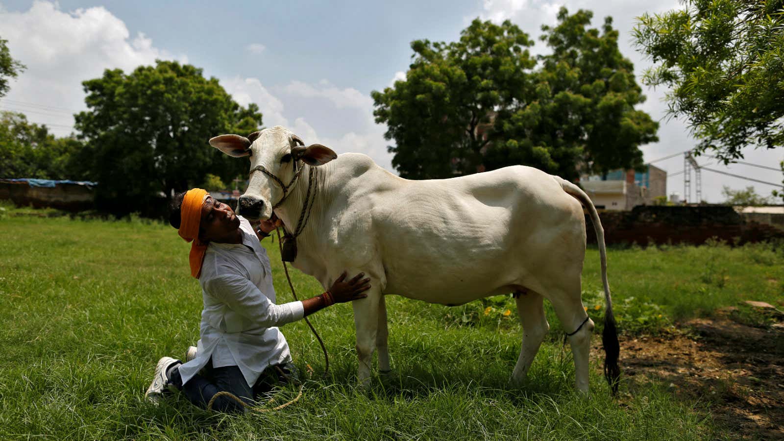 The cult of the cow.