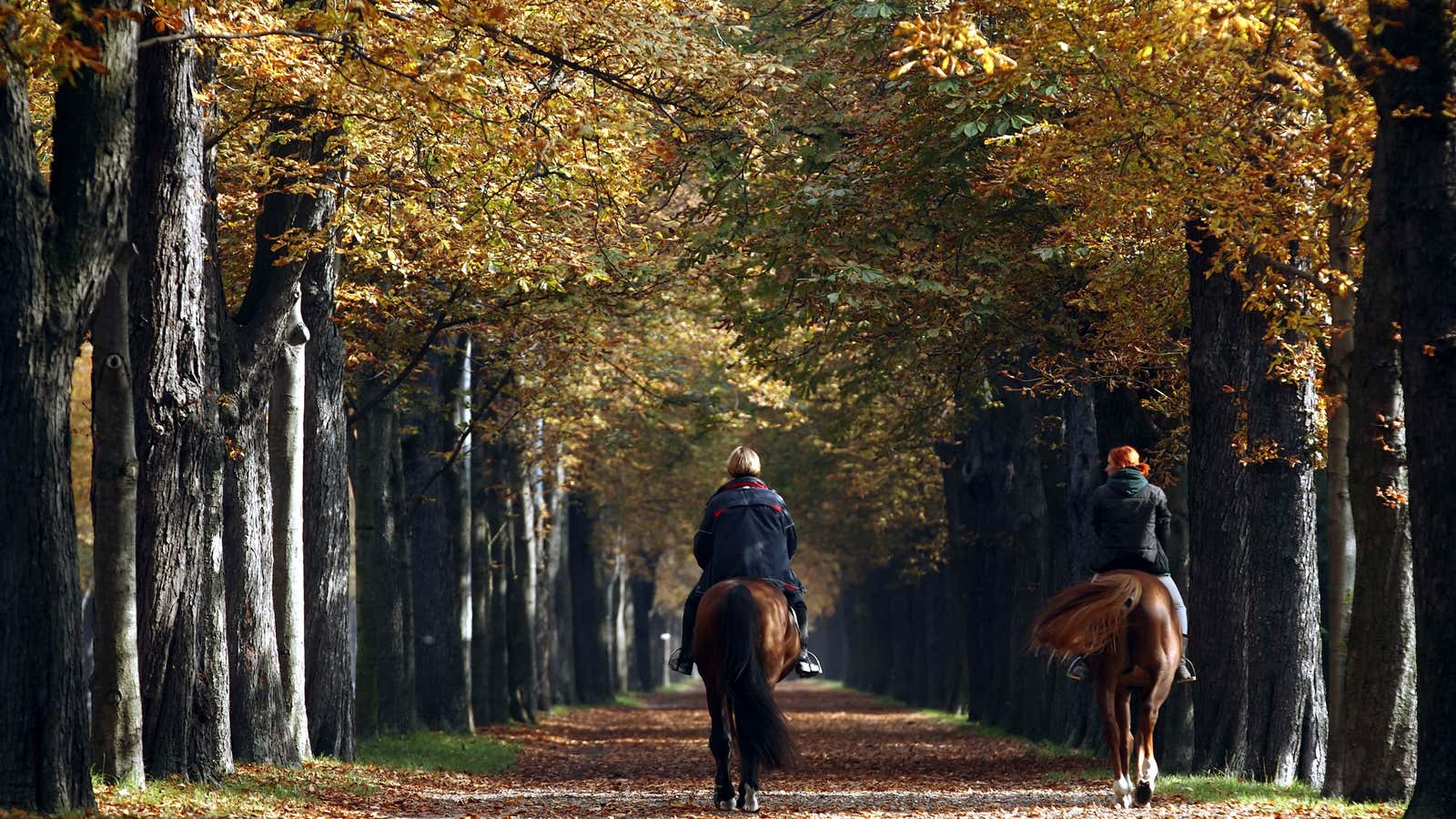 A day in the fall in Vienna park.