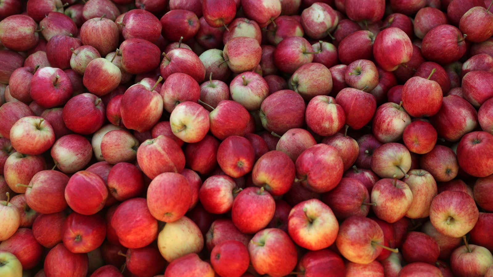 Picked apples from Stocks Farm which employs migrant workers to help harvest the fruit in Britain