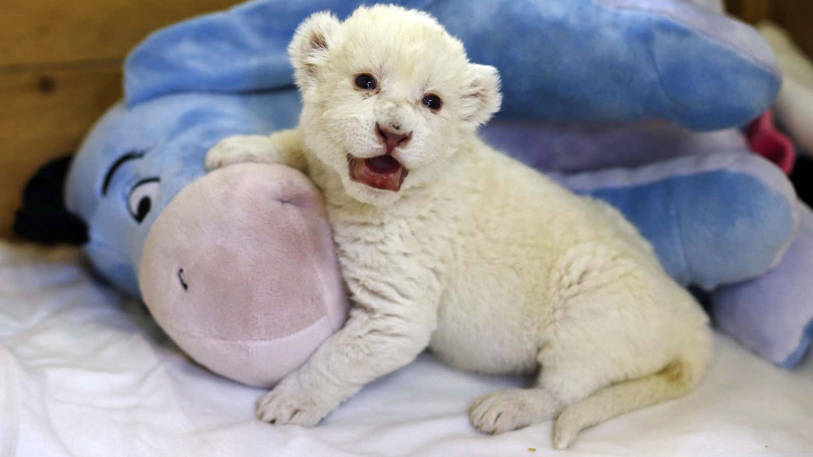 An eight-day-old white lion, a species that’s extinct in the wild.