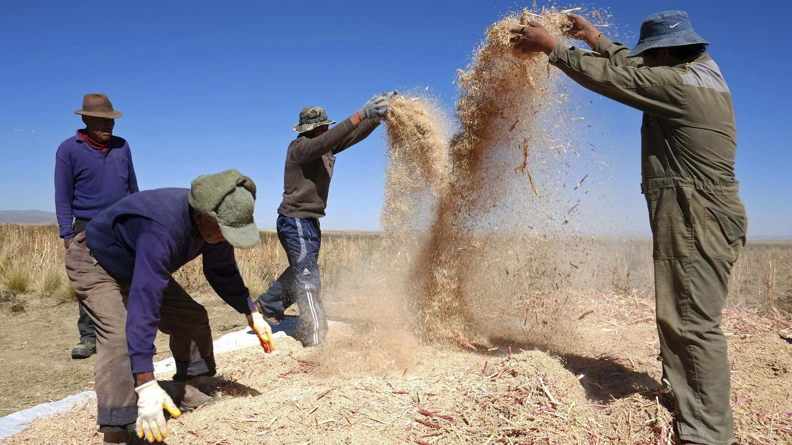 Bolivia has clam to royal quinoa.