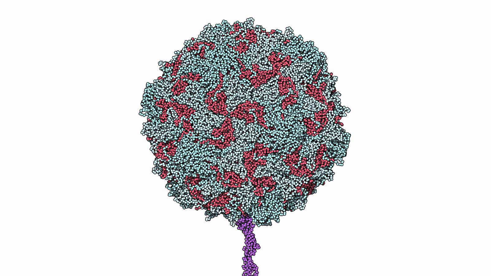 A model of poliovirus, type 1.