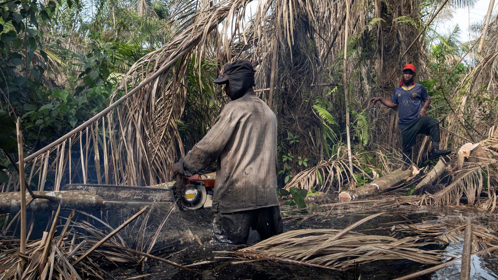 Nigeria is one country looking to market carbon credits derived from averted deforestation.