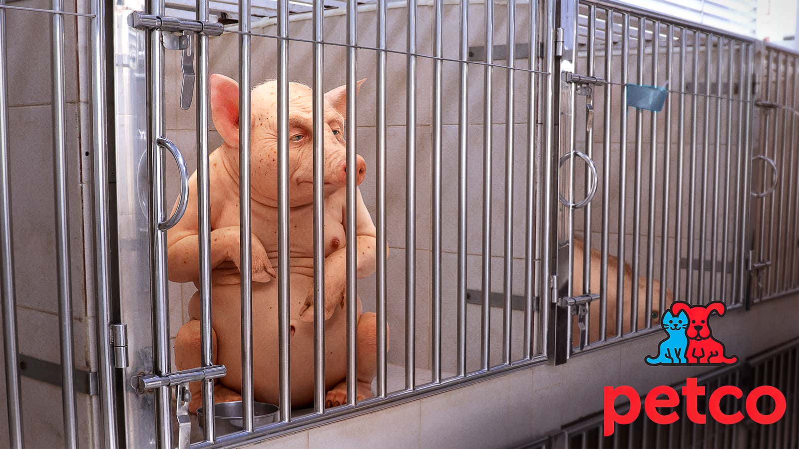 Image for Petco Announces All Human-Pig Hybrids On Clearance