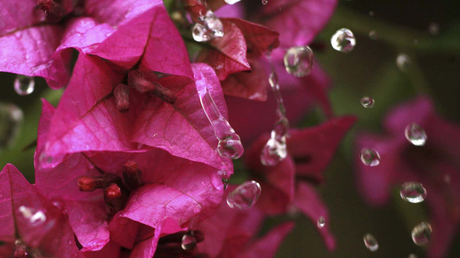 Water droplets drip down the flowers of a bougainvillea plant at a public park in Amman December 25, 2008.  REUTERS/Ali Jarekji (JORDAN)