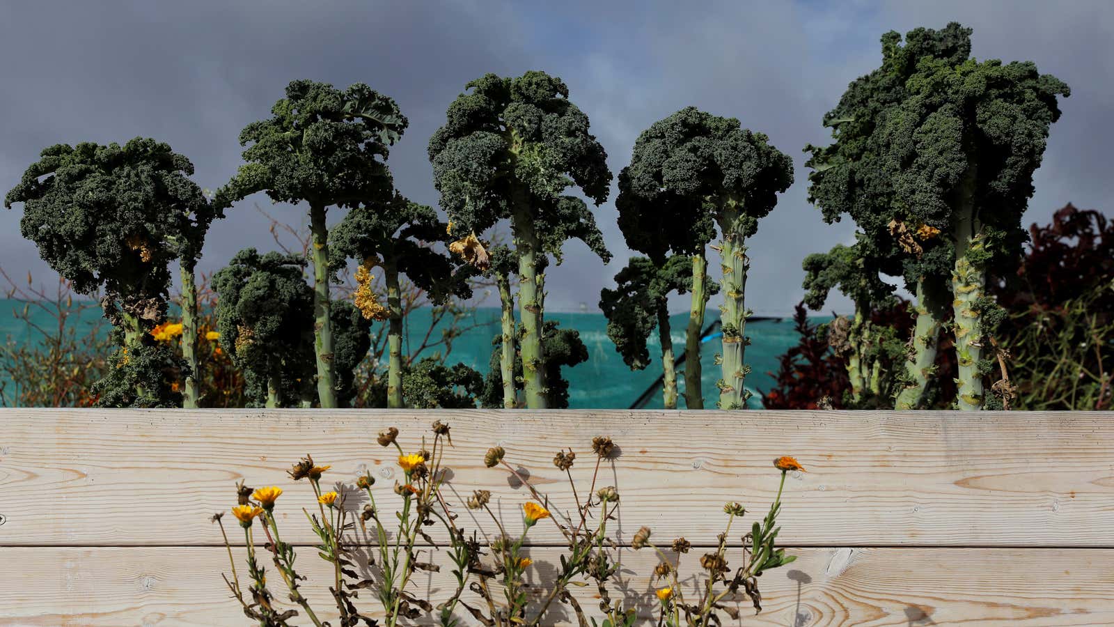 Get your St. Patricks Day greens in kale form this year.