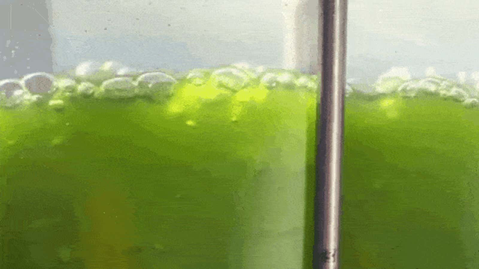 Algae