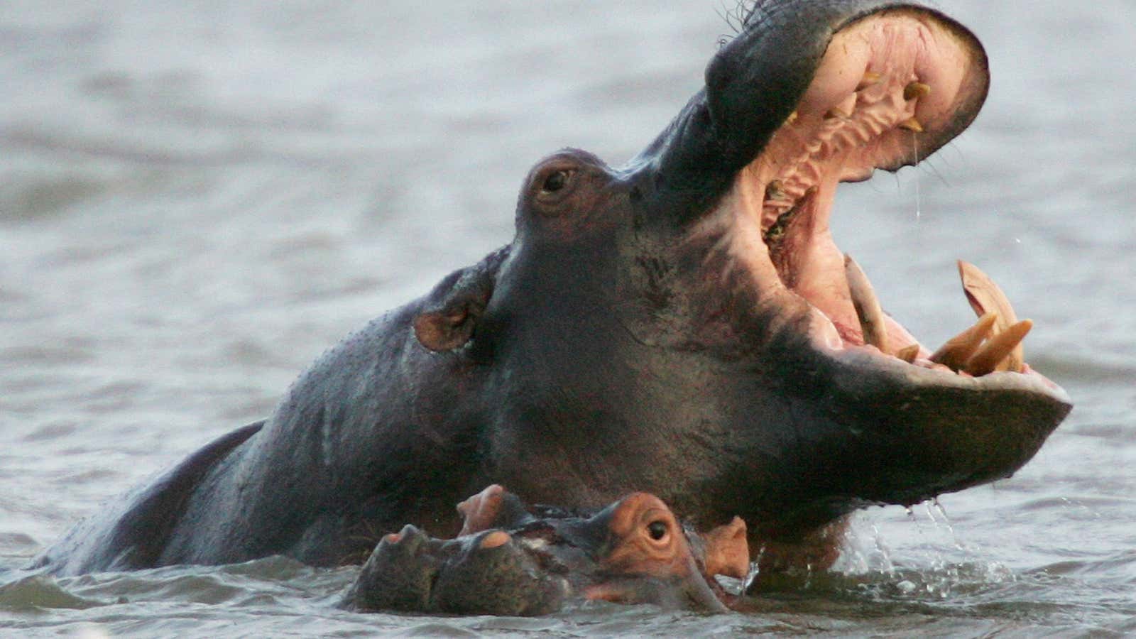 Hippos face extinction due to ivory demand for their teeth