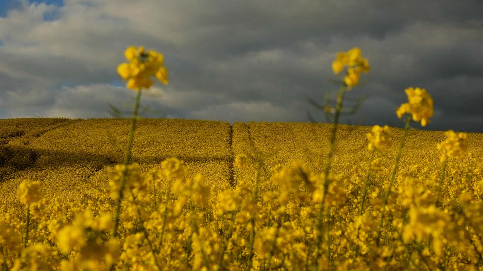 Wildflowers.