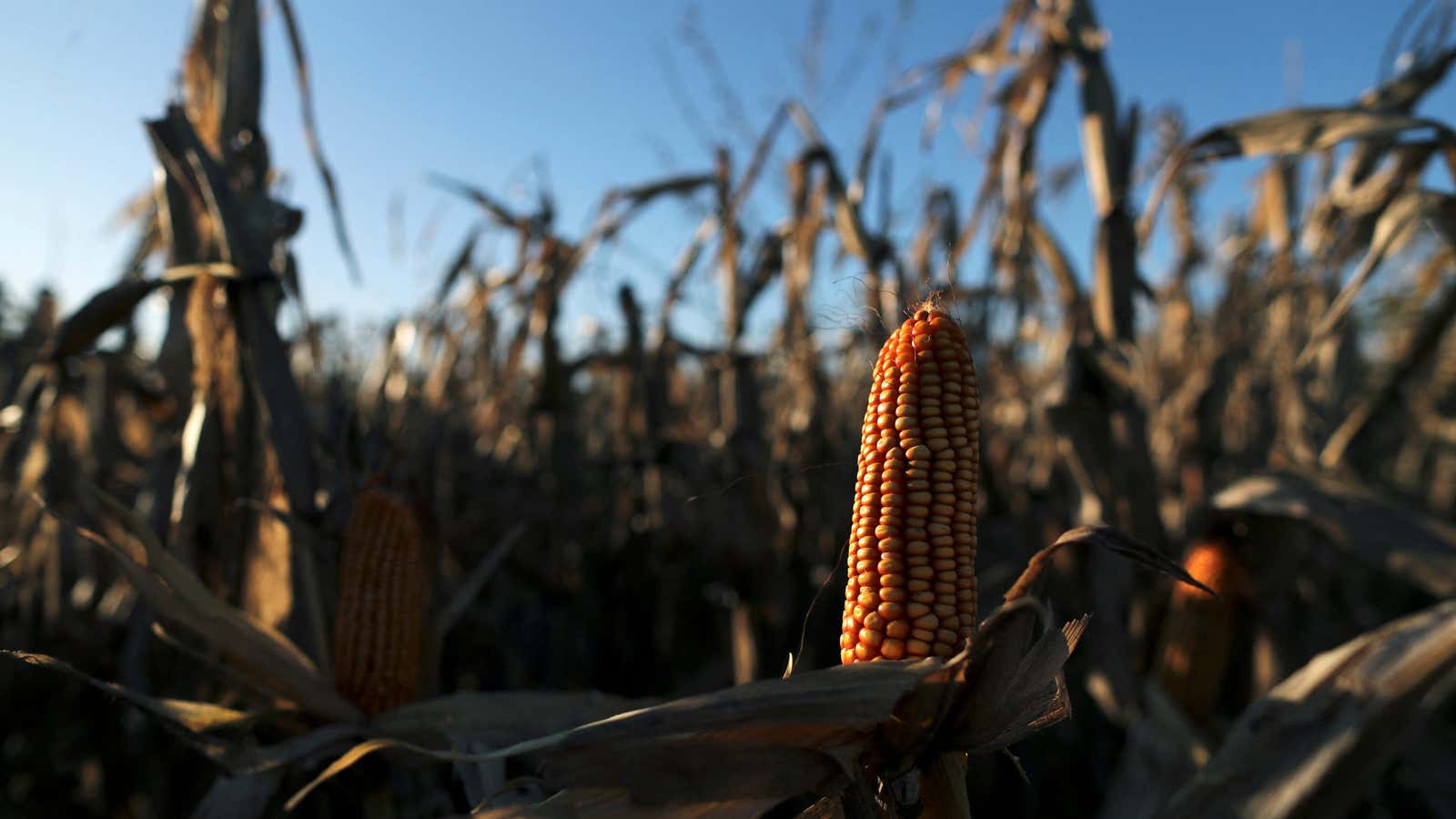 Corn, everywhere.