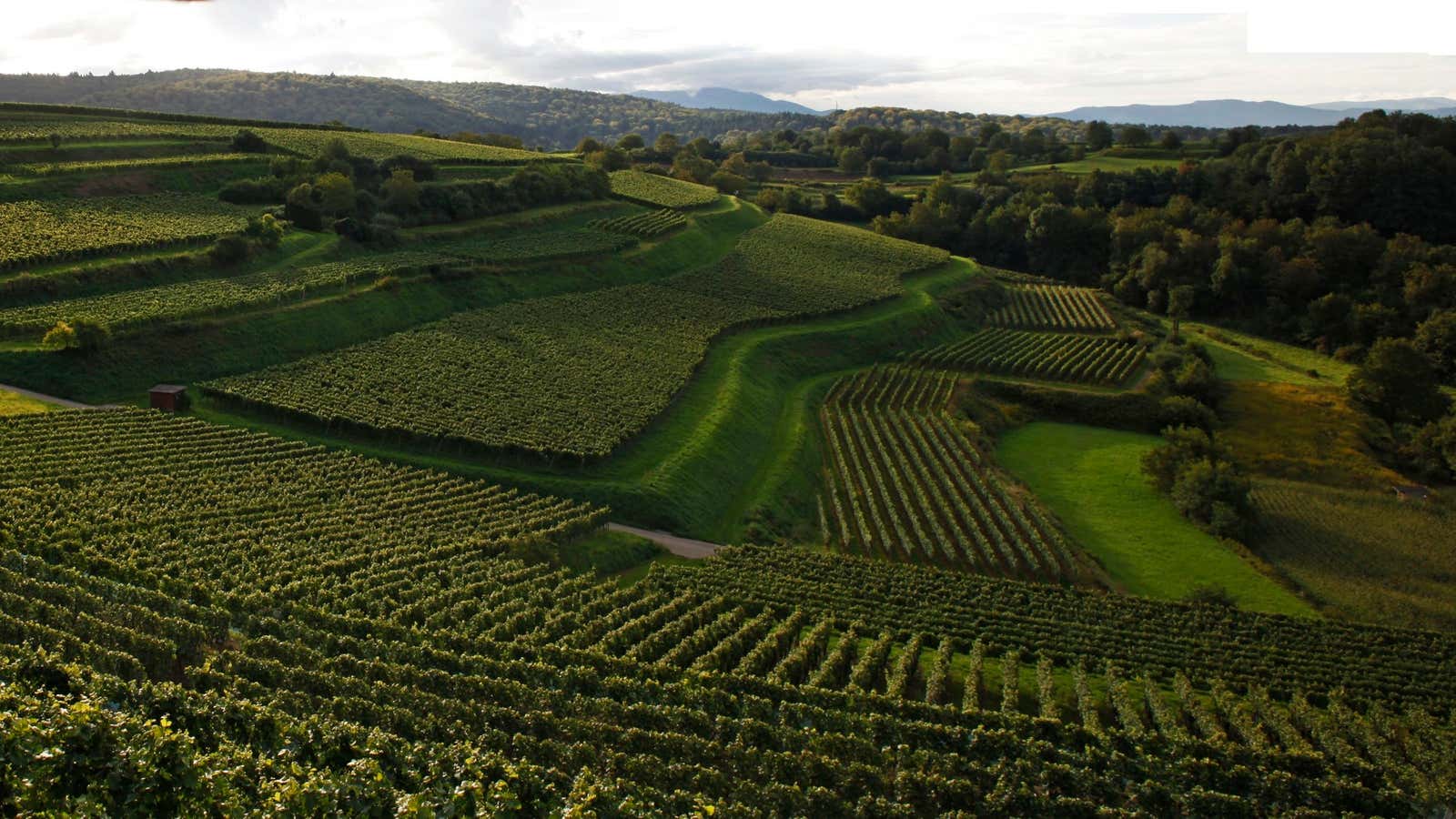 Fields of Spätburgunder